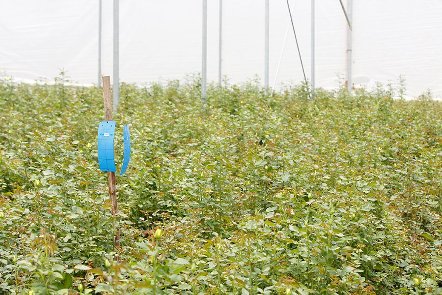 Biologische bestrijding in rozenkassen