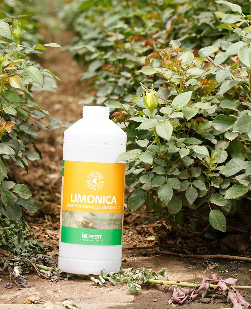 Environment, Environment