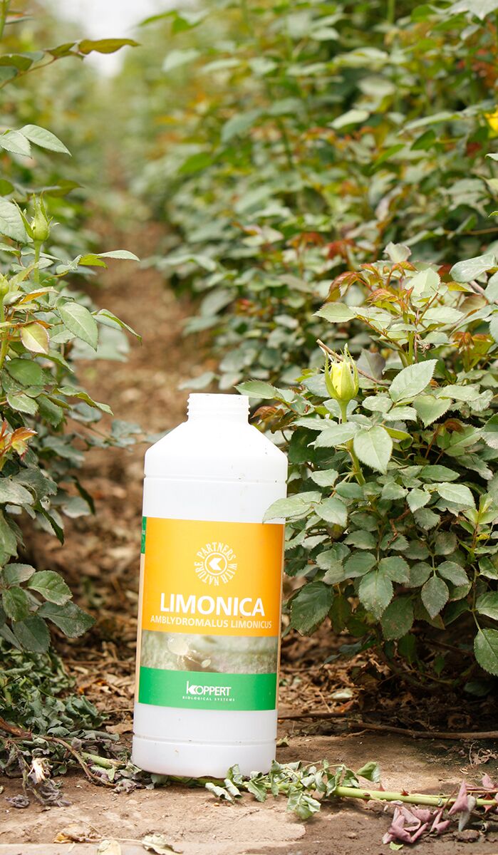 Limonica | Biologische bestrijding