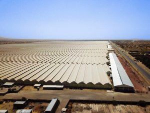 Rozenkwekerij Adami Tulu