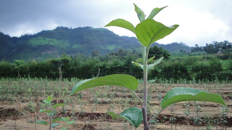 Nieuwe bomen gepland | IDH en Afriflora