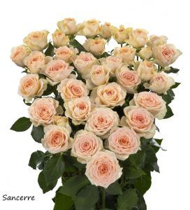 Nieuwe soorten, Nieuwe soorten beschikbaar!